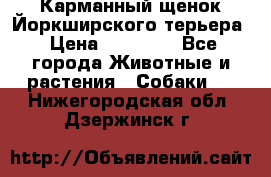 Карманный щенок Йоркширского терьера › Цена ­ 30 000 - Все города Животные и растения » Собаки   . Нижегородская обл.,Дзержинск г.